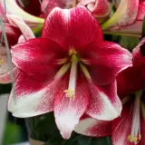 Hippeastrum American Dream Pkhipadr - Garden Express Australia