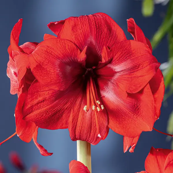 Hippeastrum American Dream Hippeastrum American Dream