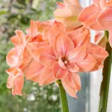 Hippeastrum Flamingo Amadeus 2 Pkhipfam - Garden Express Australia