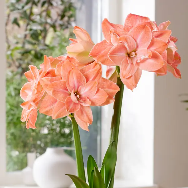 Hippeastrum American Dream
