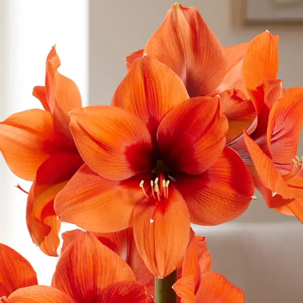 Hippeastrum American Dream