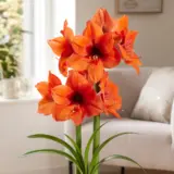 Hippeastrum American Dream Hippeastrum American Dream