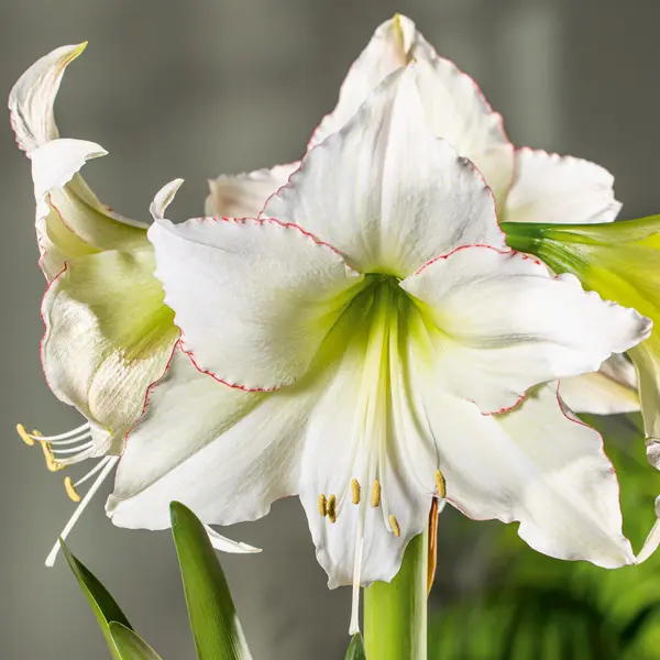 Hippeastrum American Dream