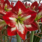 Hippeastrum Mega Star Pkhipmst - Garden Express Australia