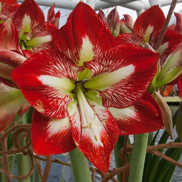 Hippeastrum American Dream Hippeastrum American Dream