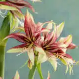 Hippeastrum Mystica Hippeastrum Mystica