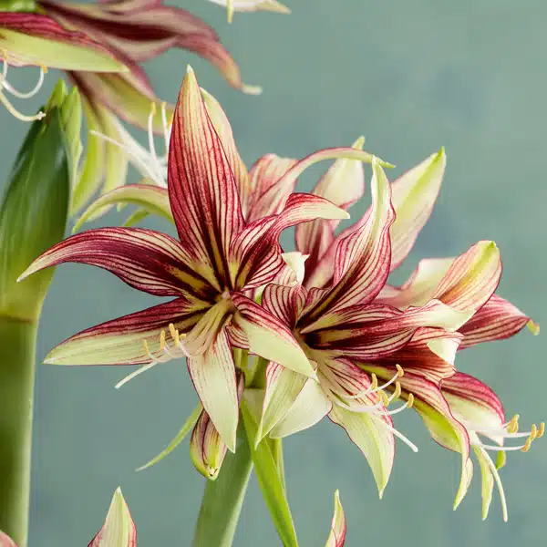 Hippeastrum Mystica