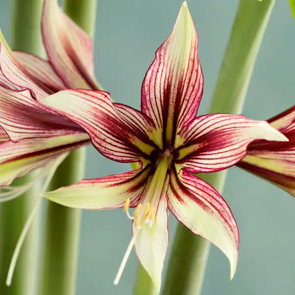 Hippeastrum Mystica