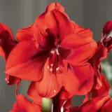 Hippeastrum Red Cream Pkhiprcr - Garden Express Australia