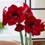 Hippeastrum Red Reality Pkhiprre - Garden Express Australia