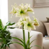 Hippeastrum American Dream Hippeastrum American Dream
