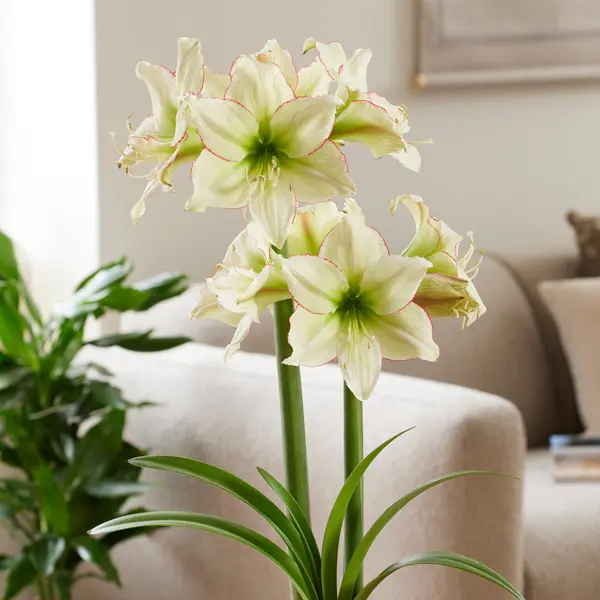 Hippeastrum American Dream