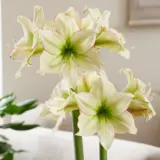 Hippeastrum Spotted Cream 3 Pkhipscr - Garden Express Australia