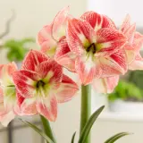 Hippeastrum Spotted Cream Pkhipscr - Garden Express Australia