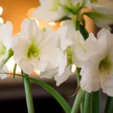 Hippeastrum White Sensation Pkhipwse - Garden Express Australia