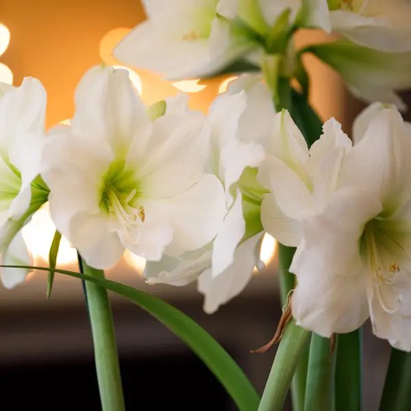 Hippeastrum White Sensation