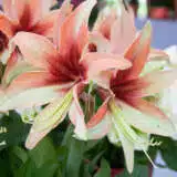 Hippeastrum Wild Amazone Hippeastrum Wild Amazone