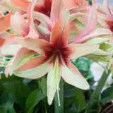 Hippeastrum Wild Amazone Pkhipwaz - Garden Express Australia