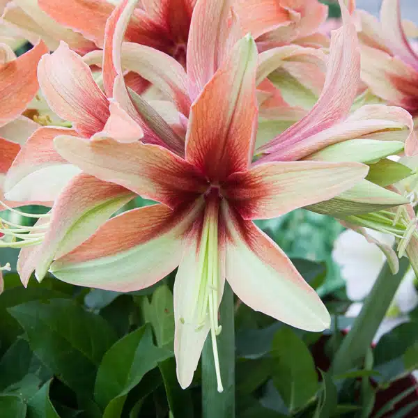 Hippeastrum Wild Amazone