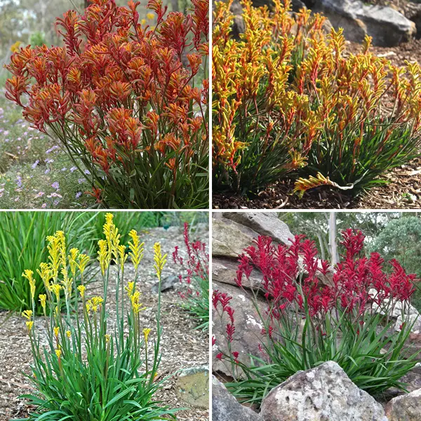 Kangaroo Paw Collection