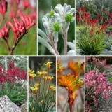 Kangaroo Paw Lucky Dip Collection Colkpaldi - Garden Express Australia
