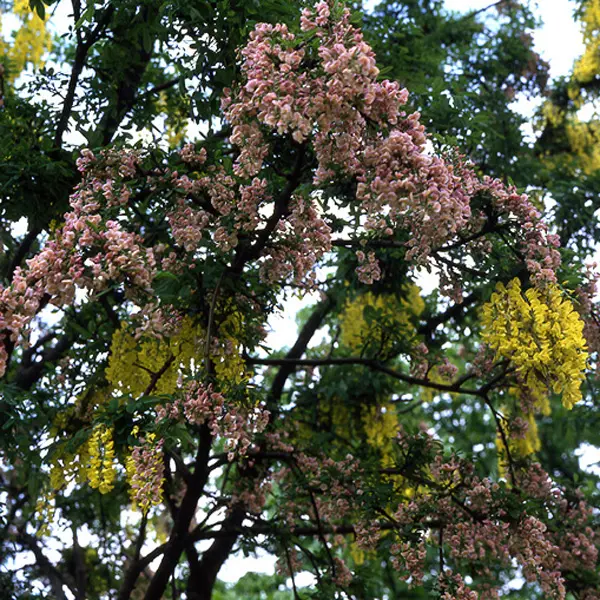 Adams Laburnum Adams Laburnum