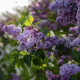 Lilac Alice Eastwood Trelilaea - Garden Express Australia
