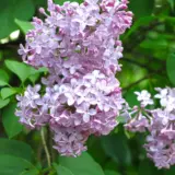 Lilac Belle De Nancy 2025 Trelilbdn - Garden Express Australia