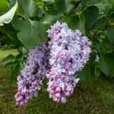 Lilac Katherine Havemeyer Trelilkha - Garden Express Australia