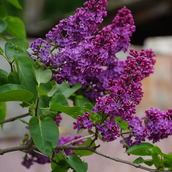 Lilac Missimo Lilac Missimo