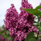 Lilac Mrs Edward Harding Trelilmeh - Garden Express Australia