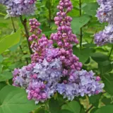 Lilac Olivier De Serres Trelilods - Garden Express Australia