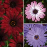 Osteospermum Collection Colostcol - Garden Express Australia