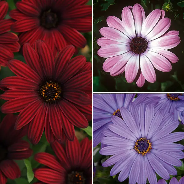 Osteospermum Collection