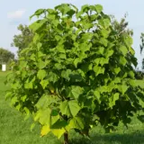 Paulownia Princess Tree Paulownia Princess Tree