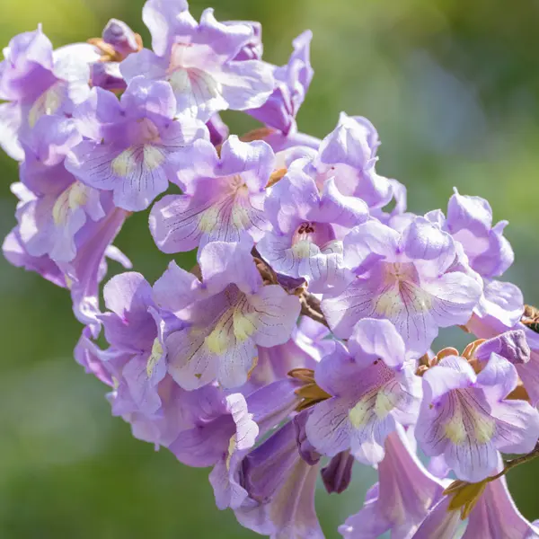 Paulownia Princess Tree