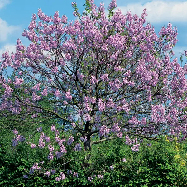 Paulownia Princess Tree