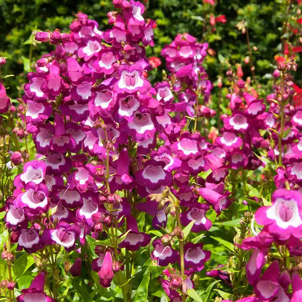 Penstemon Maurice Gibbs