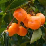 Persimmon Dwarf Jiro Treperdji - Garden Express Australia
