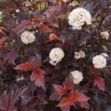 Physocarpus Monlo Diabolo Trephymdi - Garden Express Australia