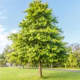 Pin Oak- Treeling Pin Oak- Treeling