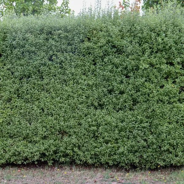 Pittosporum Screen Master (Pbr)