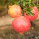 Pomegranate Elche Trepomelc - Garden Express Australia