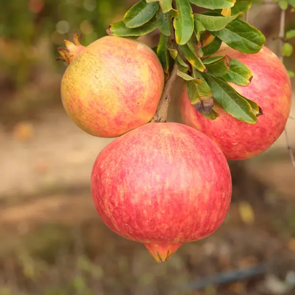 Pomegranate Elche Pomegranate Elche