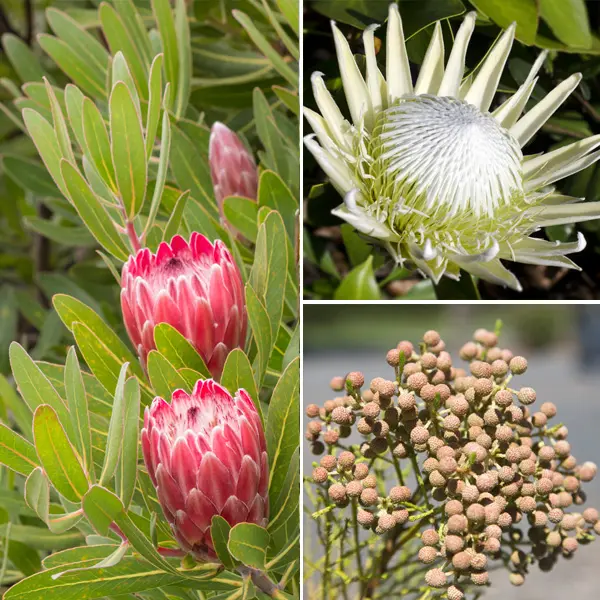 Proteaceae Cut Flower Collection