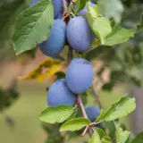 Prune Dwarf Robe De Sergeant Treprdrds - Garden Express Australia