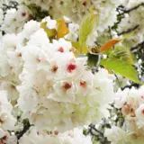 Prunus Ukon Trepruuko - Garden Express Australia