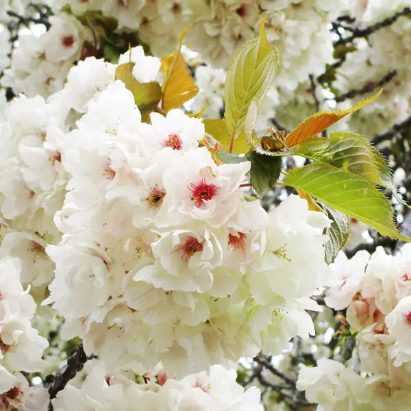 Flowering Cherry- Prunus Ukon