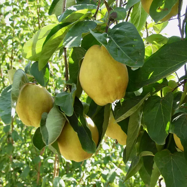 Quince Smyrna