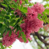 Robinia Casque Rouge Trerobcro - Garden Express Australia